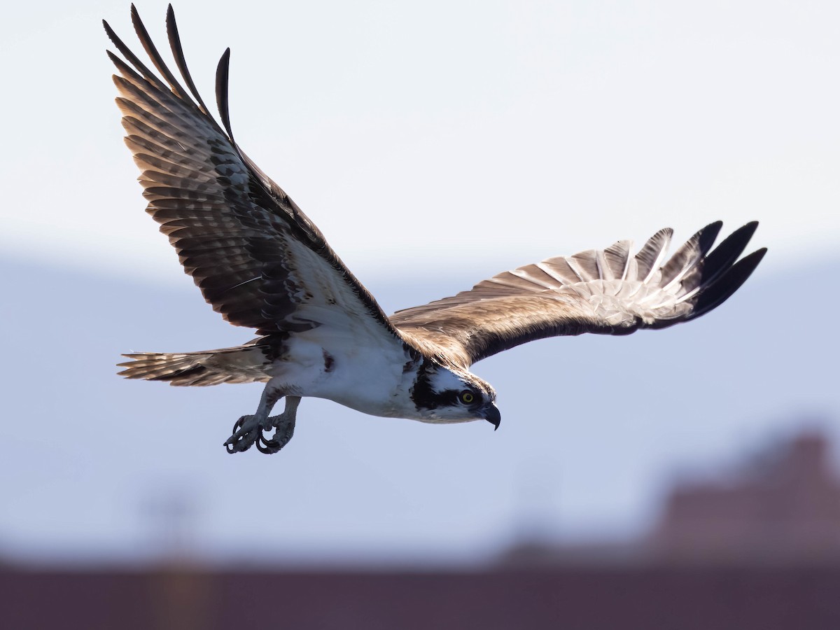 Osprey - ML566272051