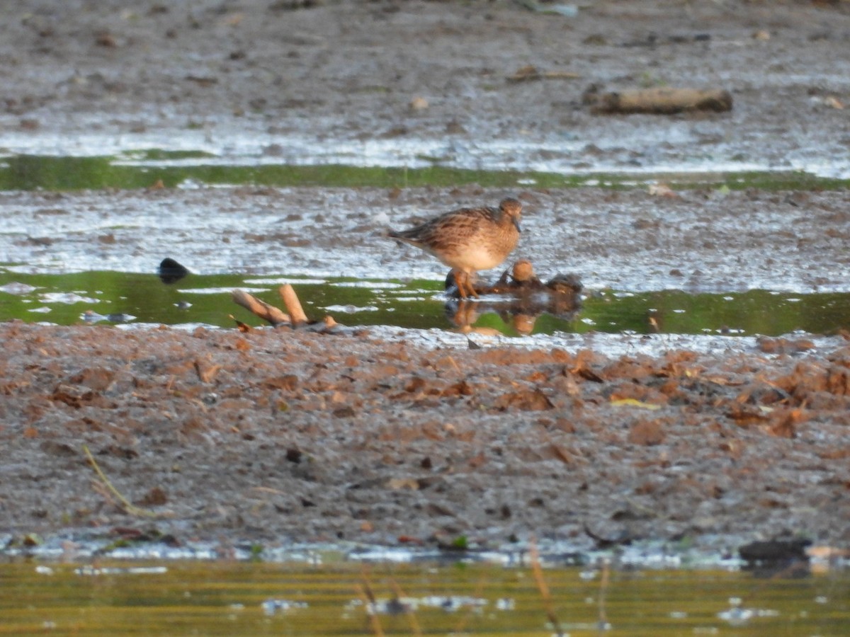 Graubrust-Strandläufer - ML566272201