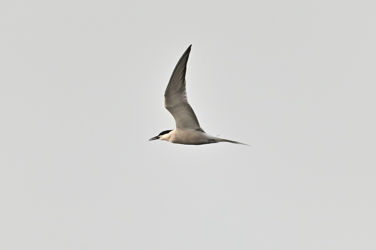 Common Tern - ML566272221