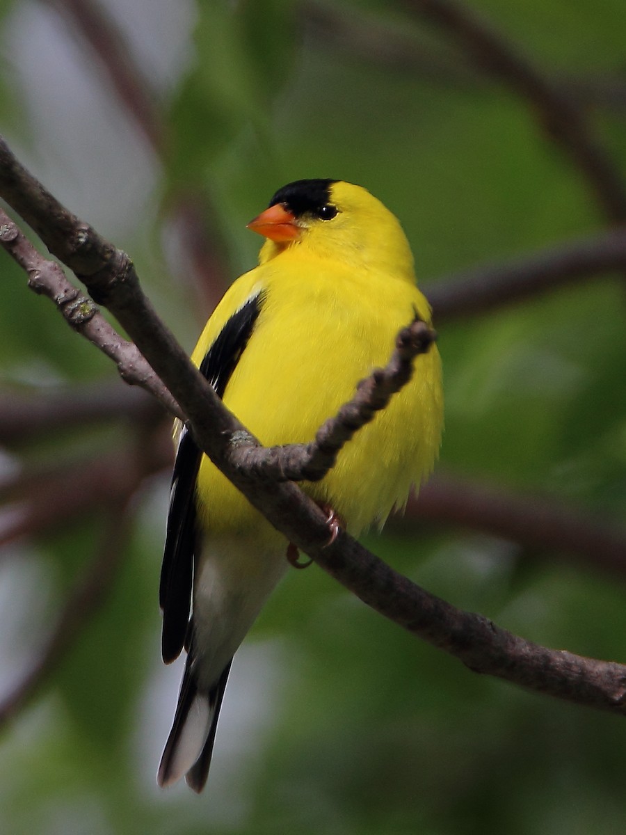 American Goldfinch - ML56627261