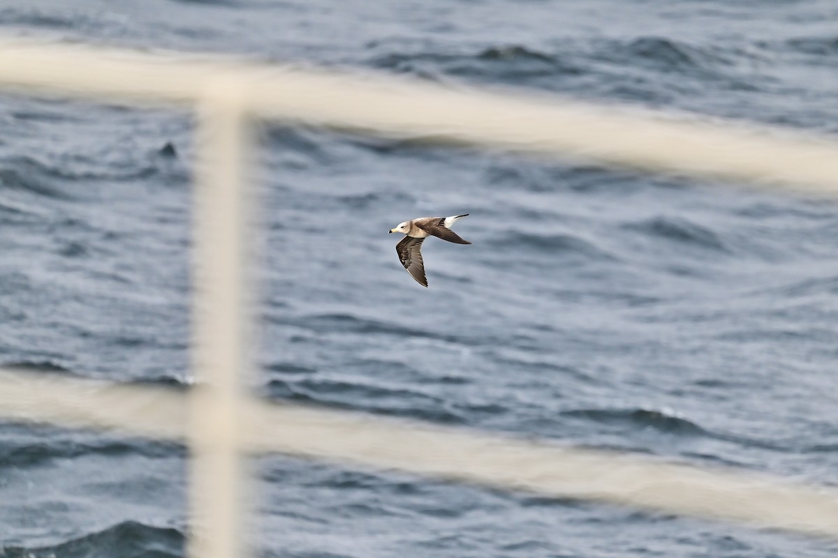 Black-tailed Gull - ML566273061