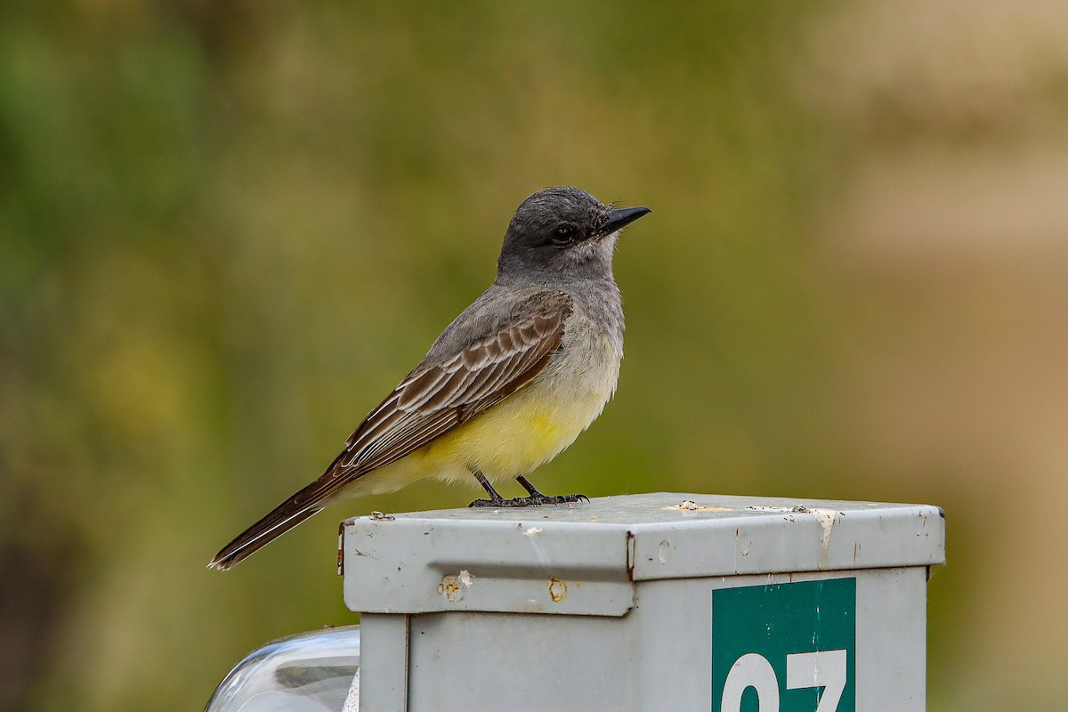 Cassin's Kingbird - ML566274041