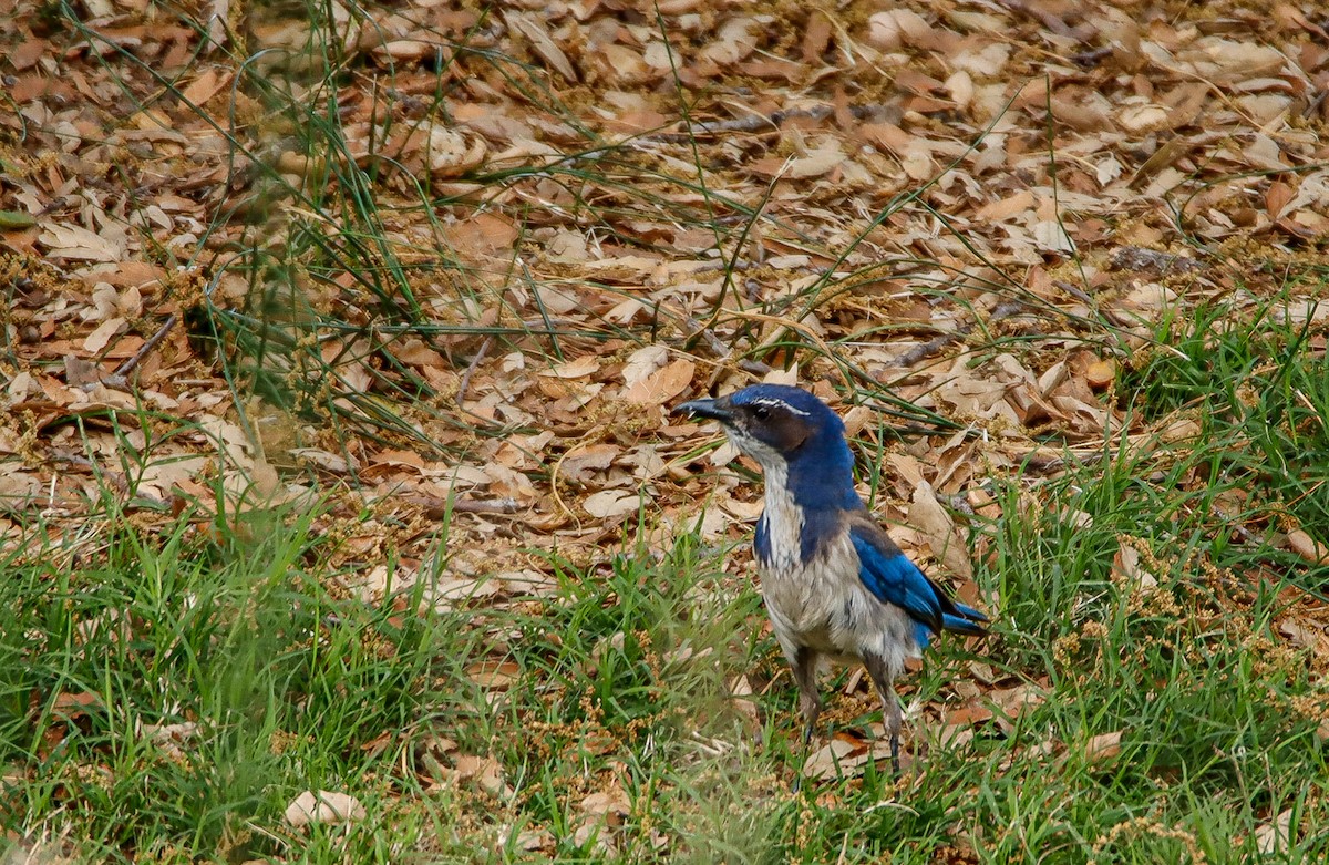 California Scrub-Jay - ML566274131