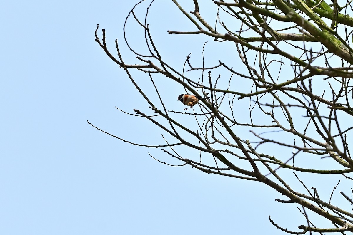 Black-throated Tit (Black-throated) - ML566274981