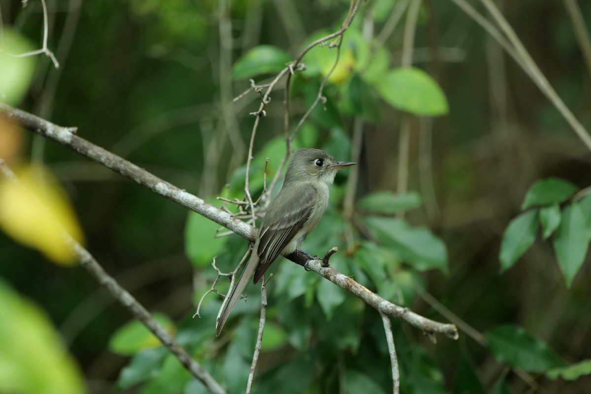 Cuban Pewee - ML566275041