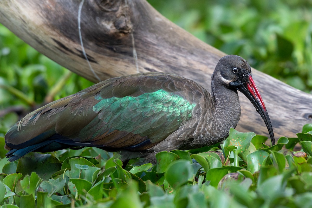 Hadada Ibis - ML566275461