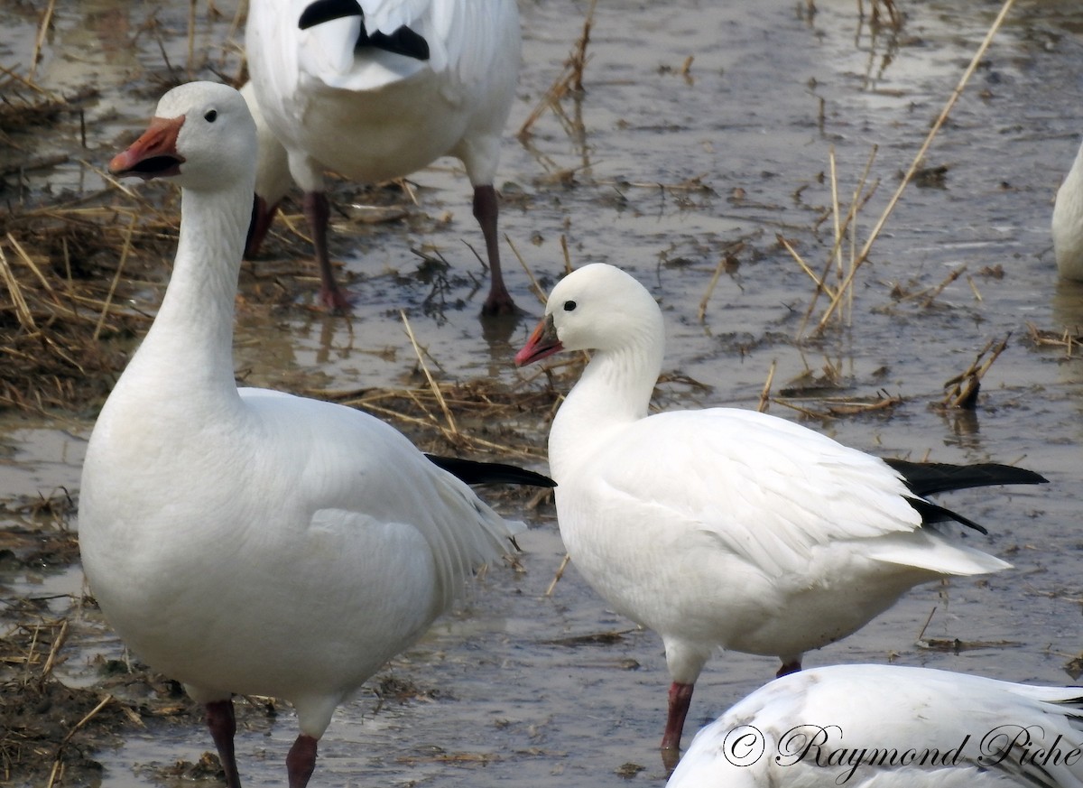 Ross's Goose - ML56627551