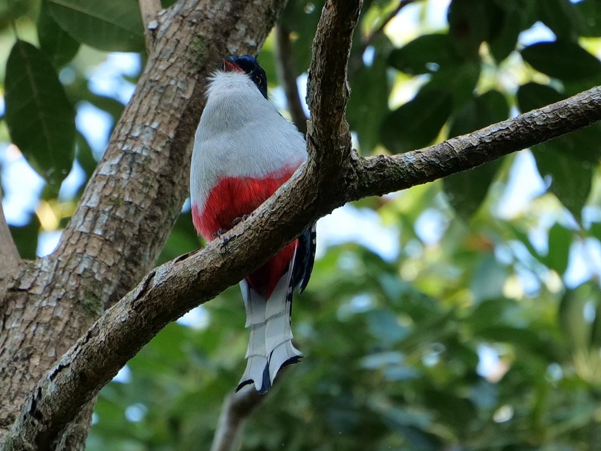 Cuban Trogon - Lena Kolesnikova