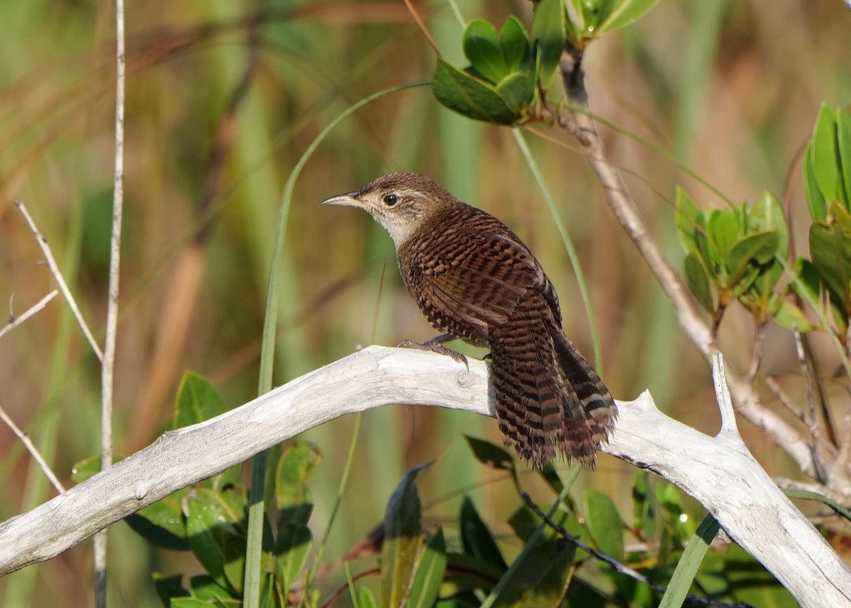 Zapata Wren - ML566277651