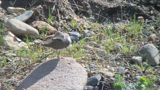 Spotted Sandpiper - ML566279591