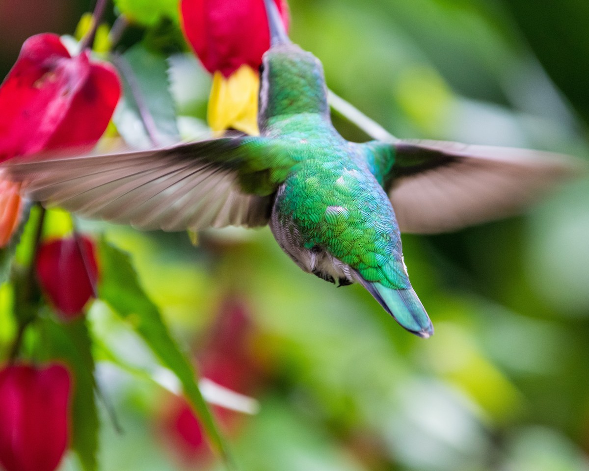 Short-tailed Emerald - ML566280031