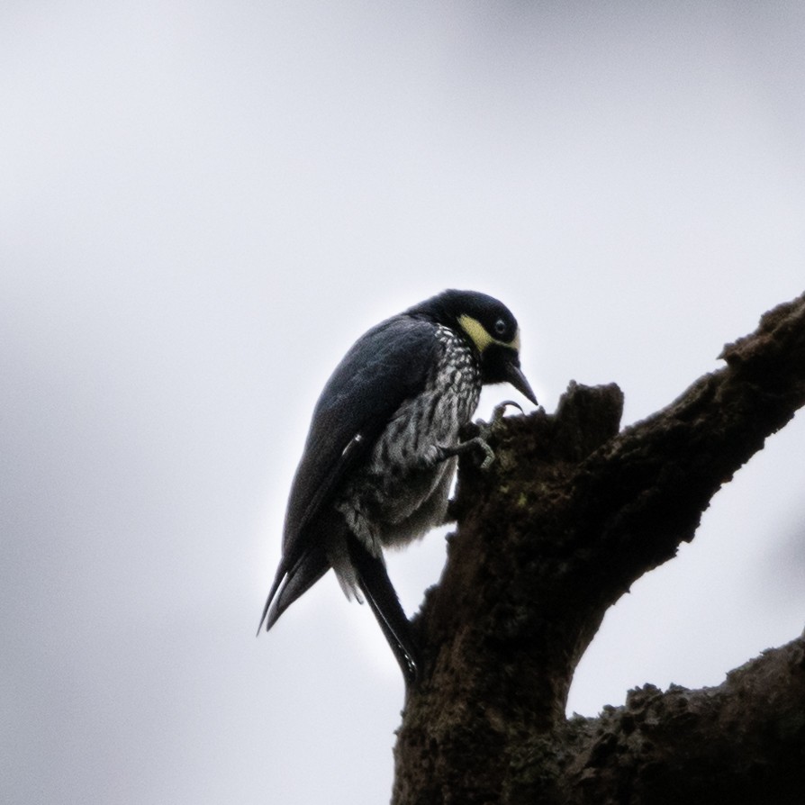 Acorn Woodpecker - ML566281111