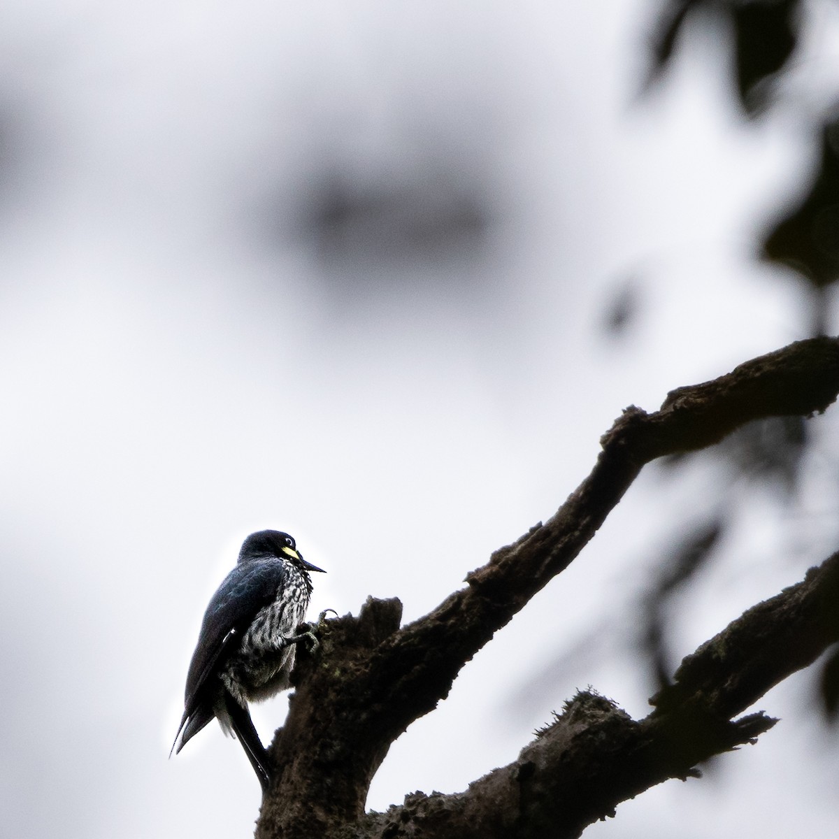 Acorn Woodpecker - ML566281121