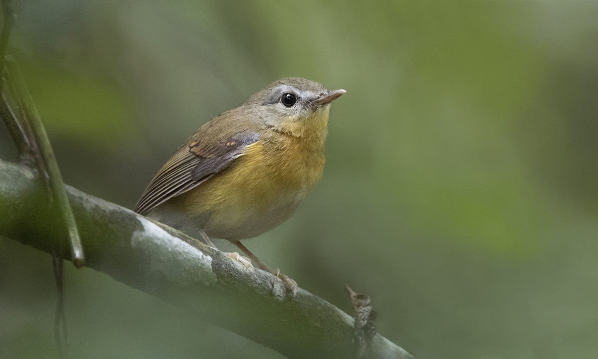 East Coast Akalat - Zak Pohlen
