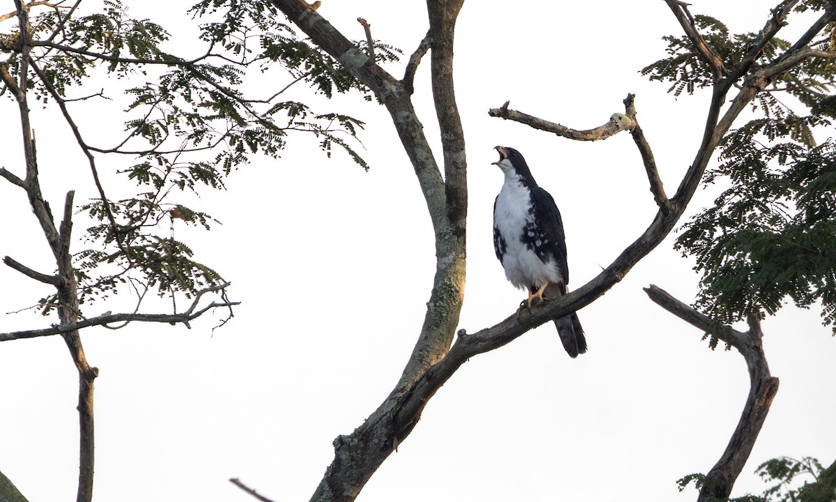 Black Goshawk - ML56628291