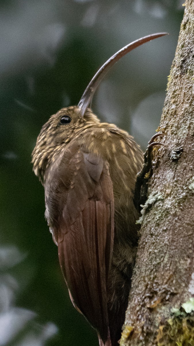 Brown-billed Scythebill - ML566283041