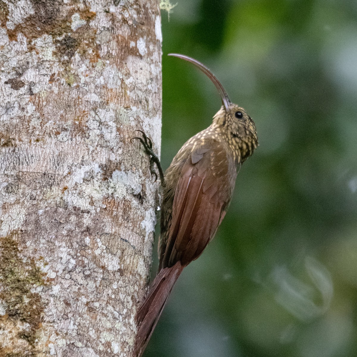 Brown-billed Scythebill - ML566283051