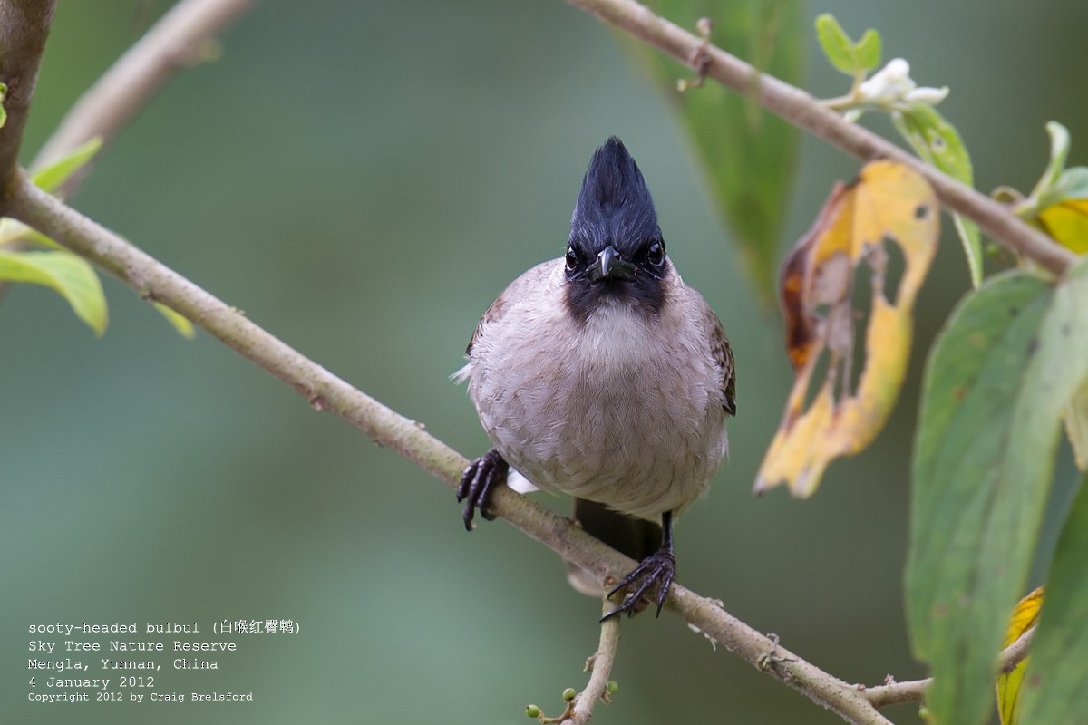 Bulbul Ventridorado - ML56628331