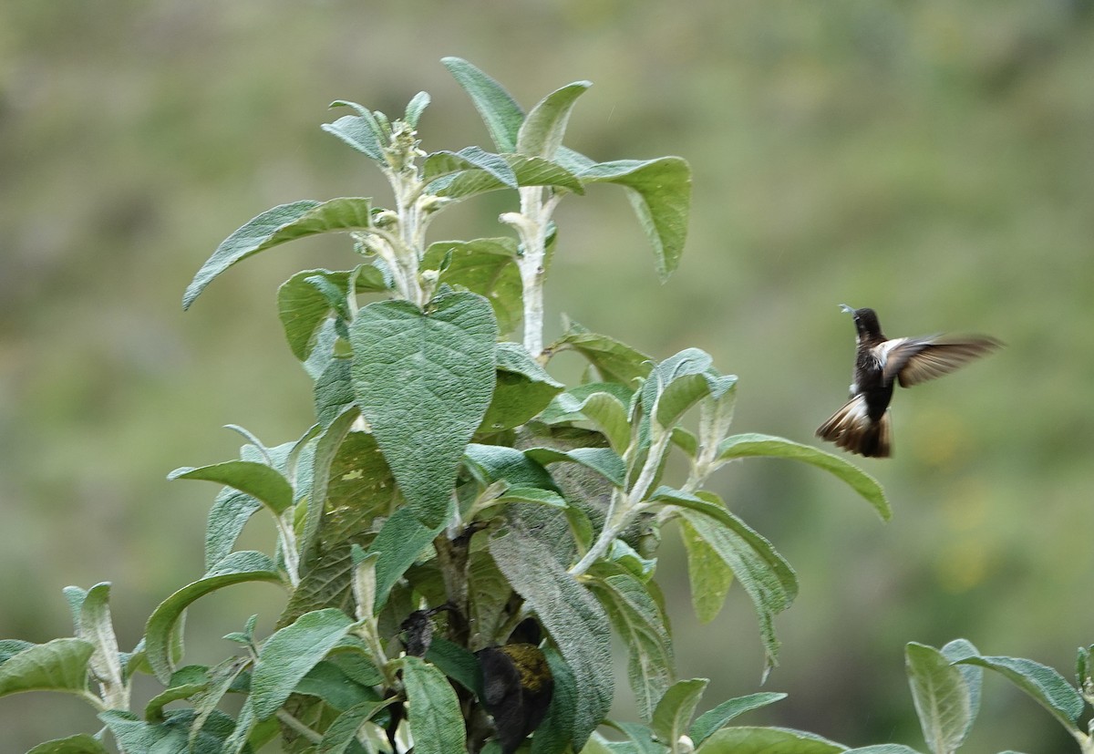 kolibřík maraňónský - ML566283341