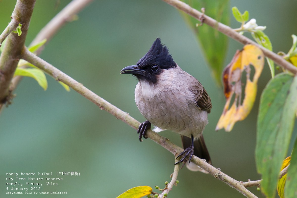 Sooty-headed Bulbul - ML56628341