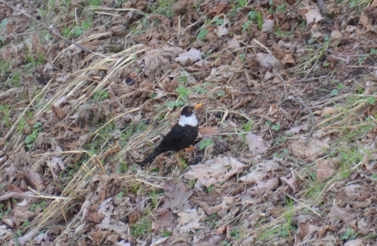 White-collared Blackbird - ML566283571