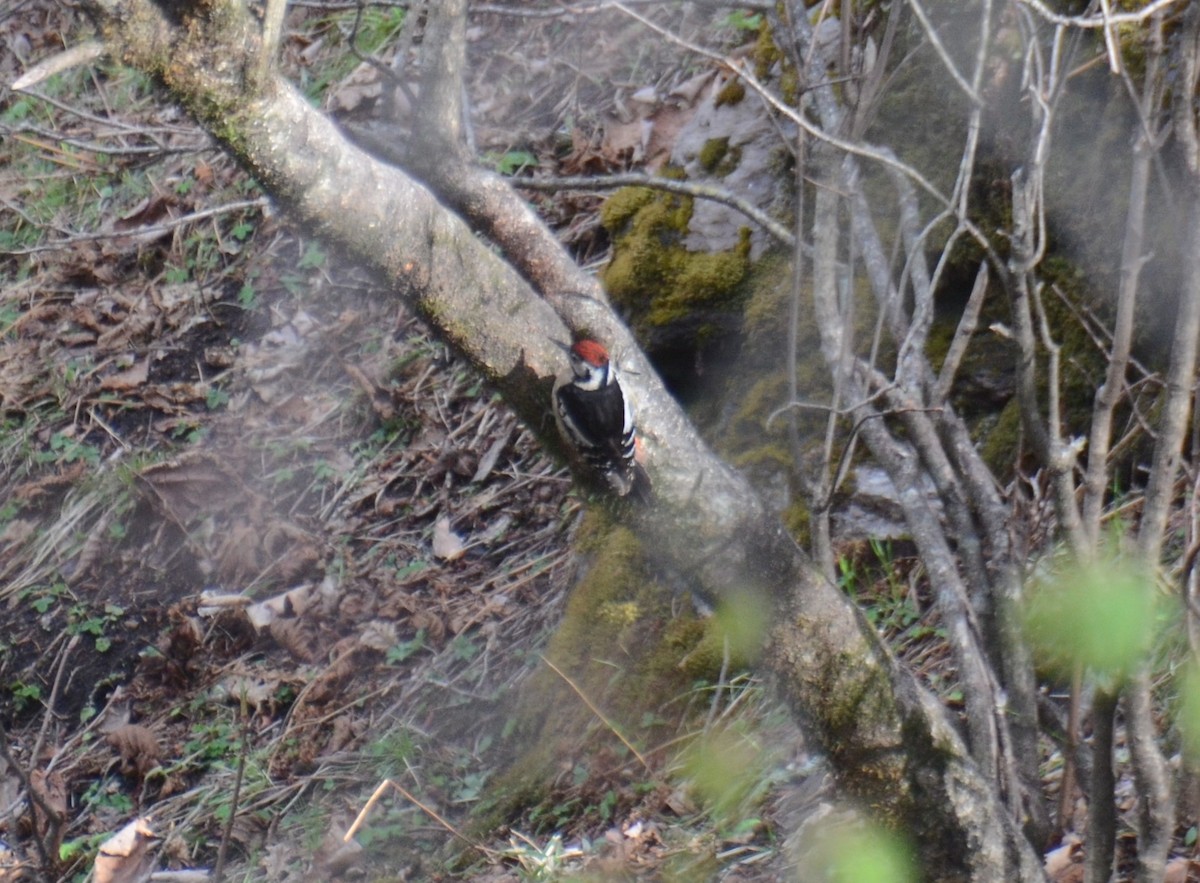 Himalayan Woodpecker - ML566283591