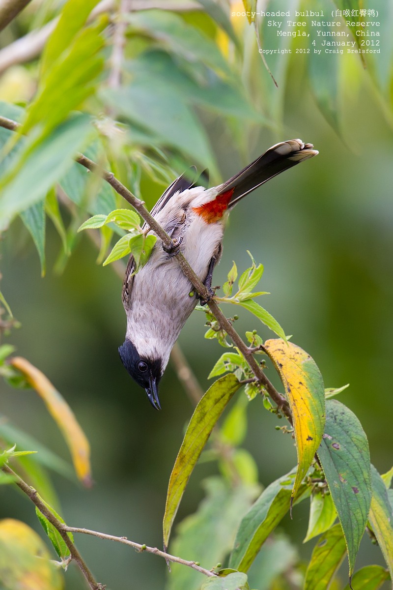 Sooty-headed Bulbul - Craig Brelsford