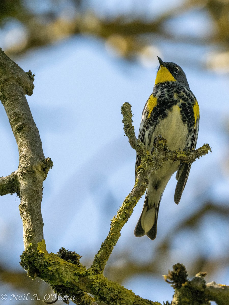 Yellow-rumped Warbler - ML566284011