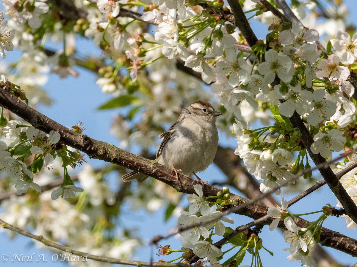 Chipping Sparrow - ML566284121