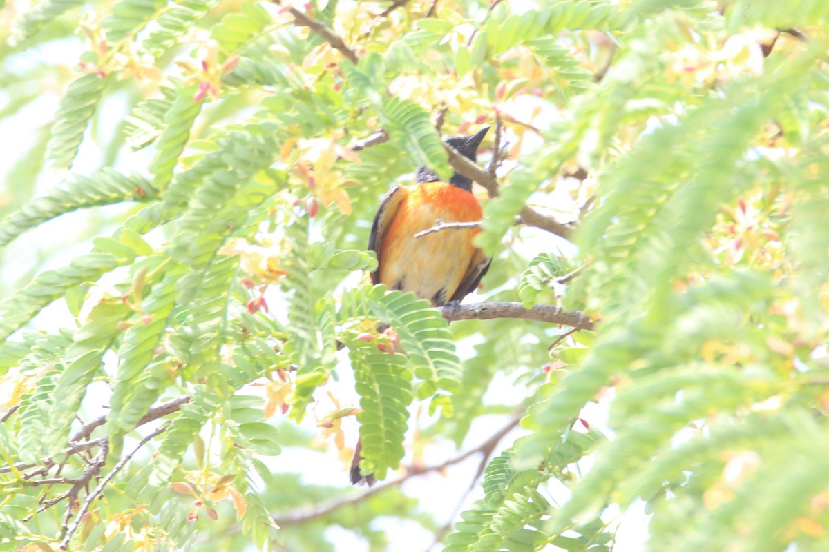 Small Minivet - ML56628431