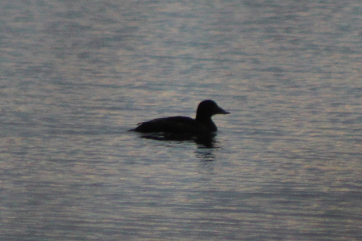 Black Scoter - ML566284501