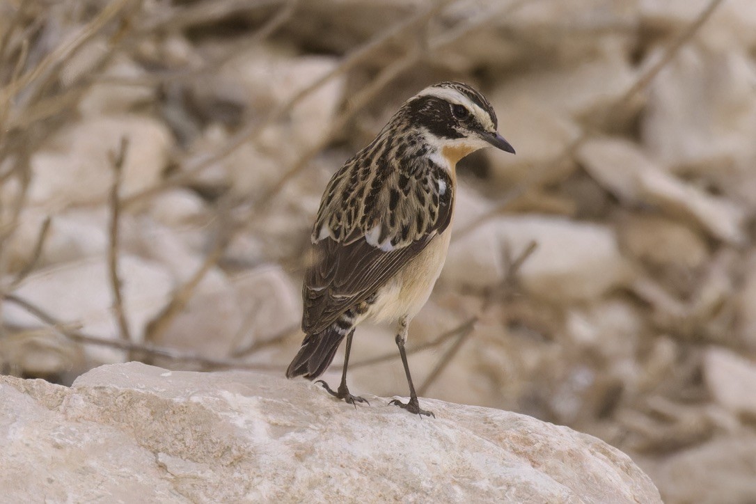 Whinchat - ML566286171