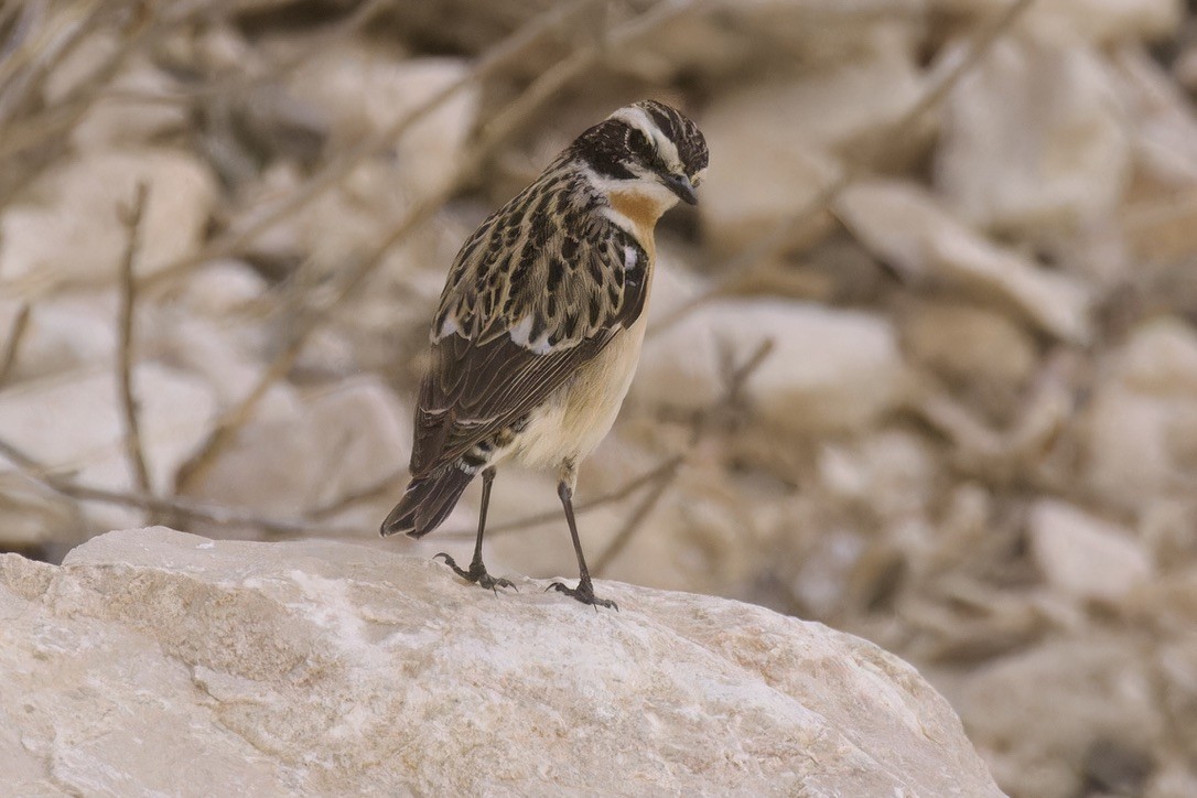 Whinchat - ML566286181