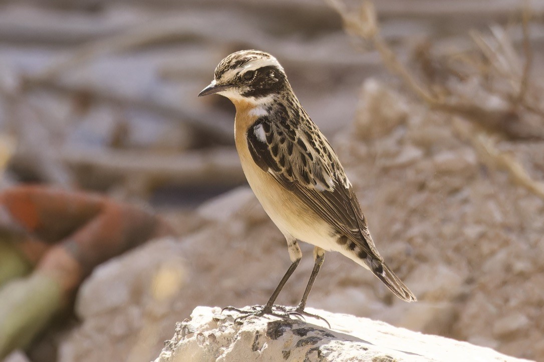 Whinchat - ML566286191