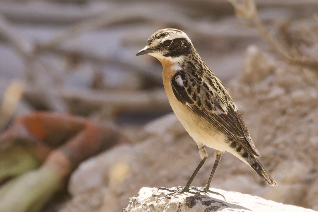 Whinchat - ML566286201