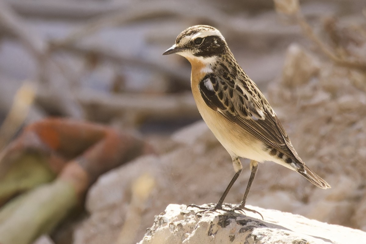 Whinchat - ML566286211