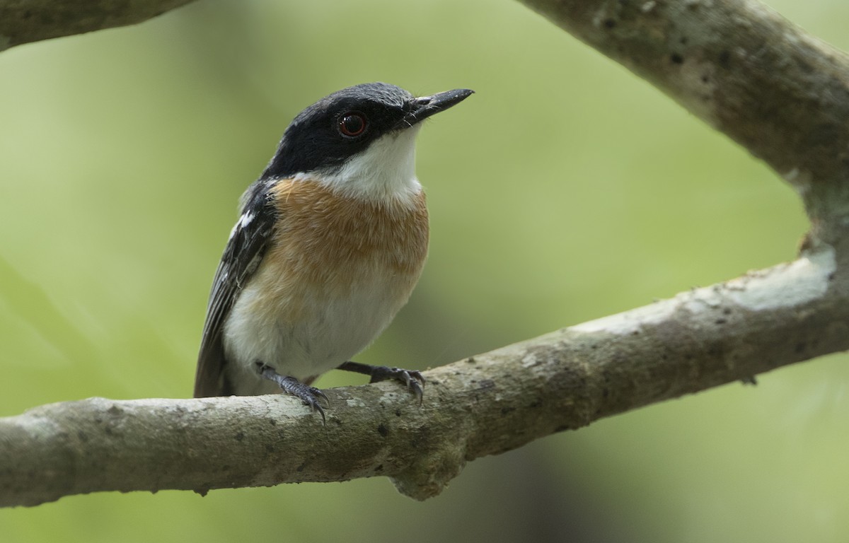 Woodwards' Batis - Zak Pohlen