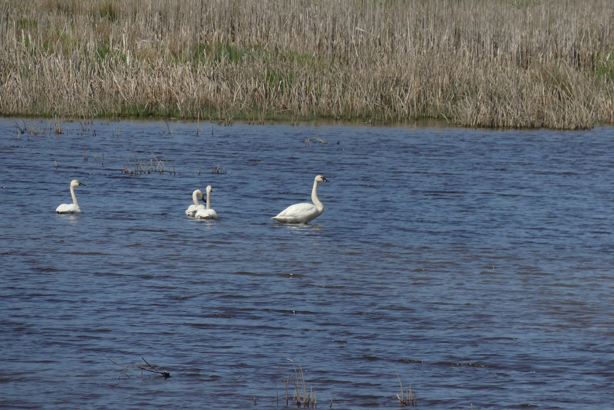 Tundra Swan - ML566287191