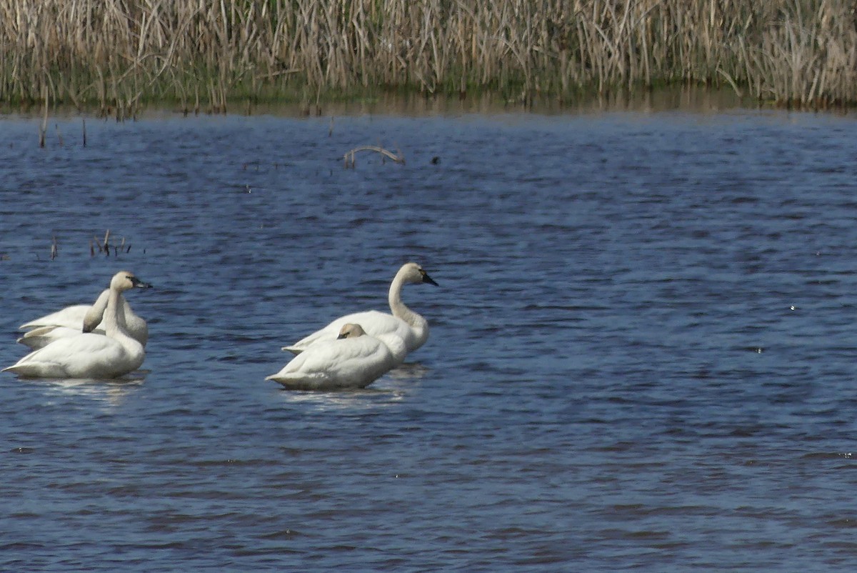 Tundra Swan - ML566287211