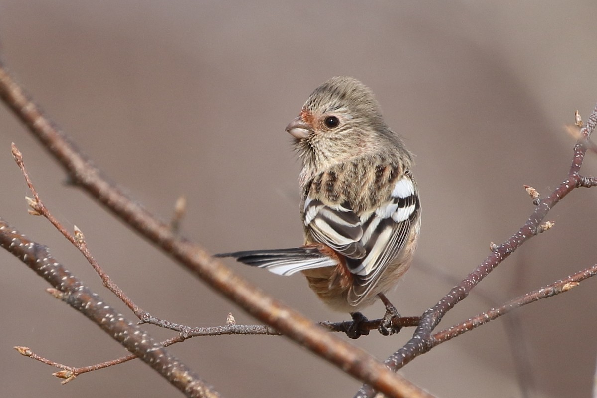 Long-tailed Rosefinch - Richard Fuller
