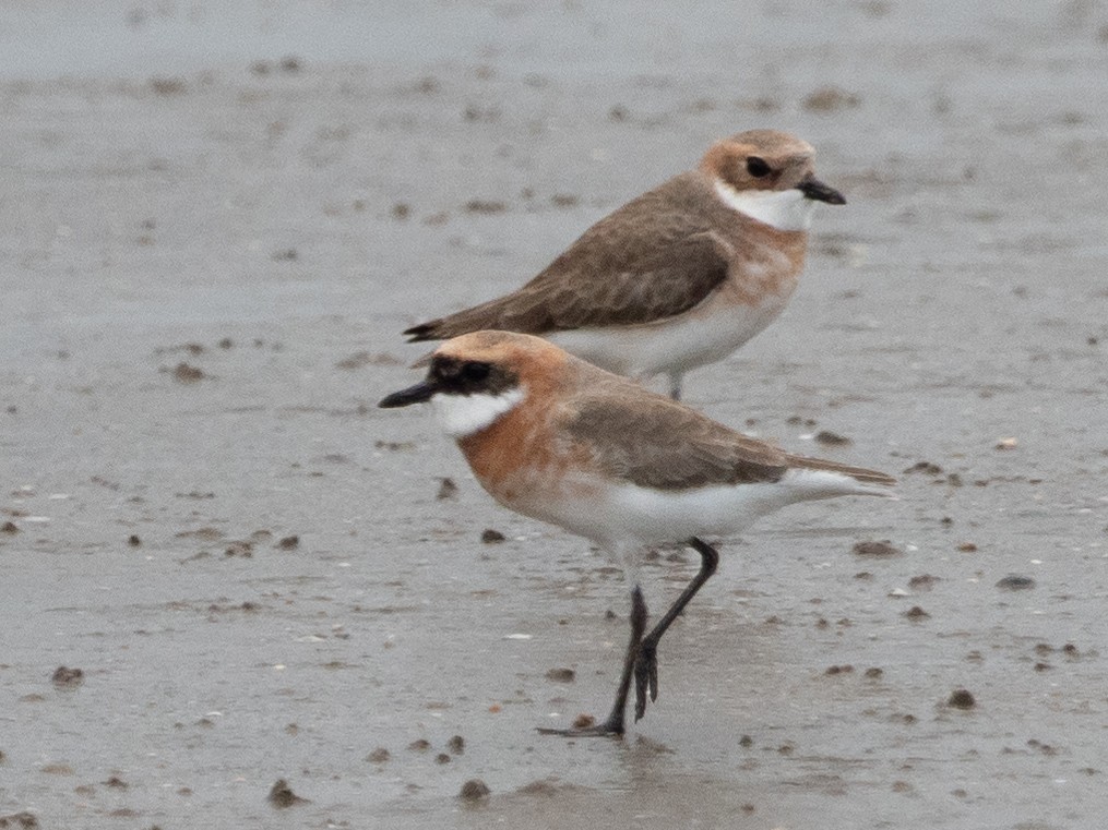 Tibetan Sand-Plover - ML566289171