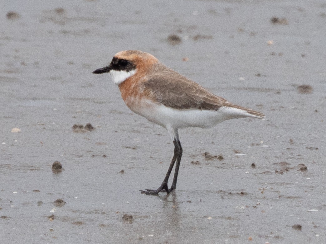 Tibetan Sand-Plover - ML566289261