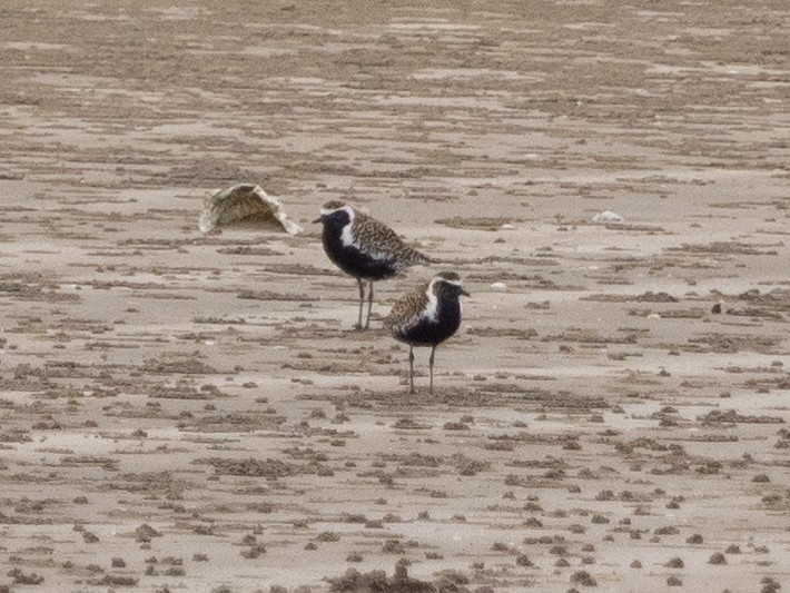 Pacific Golden-Plover - ML566289361