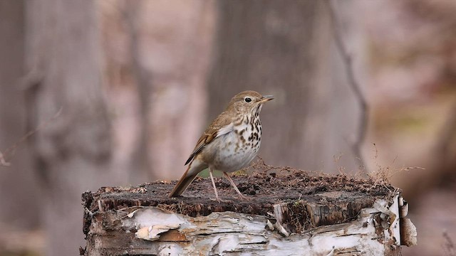 Hermit Thrush - ML566290881