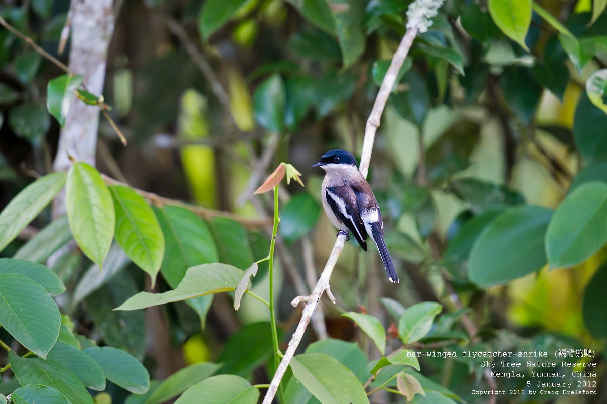 Bar-winged Flycatcher-shrike - ML56629141