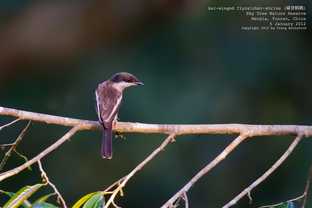 Bar-winged Flycatcher-shrike - ML56629151