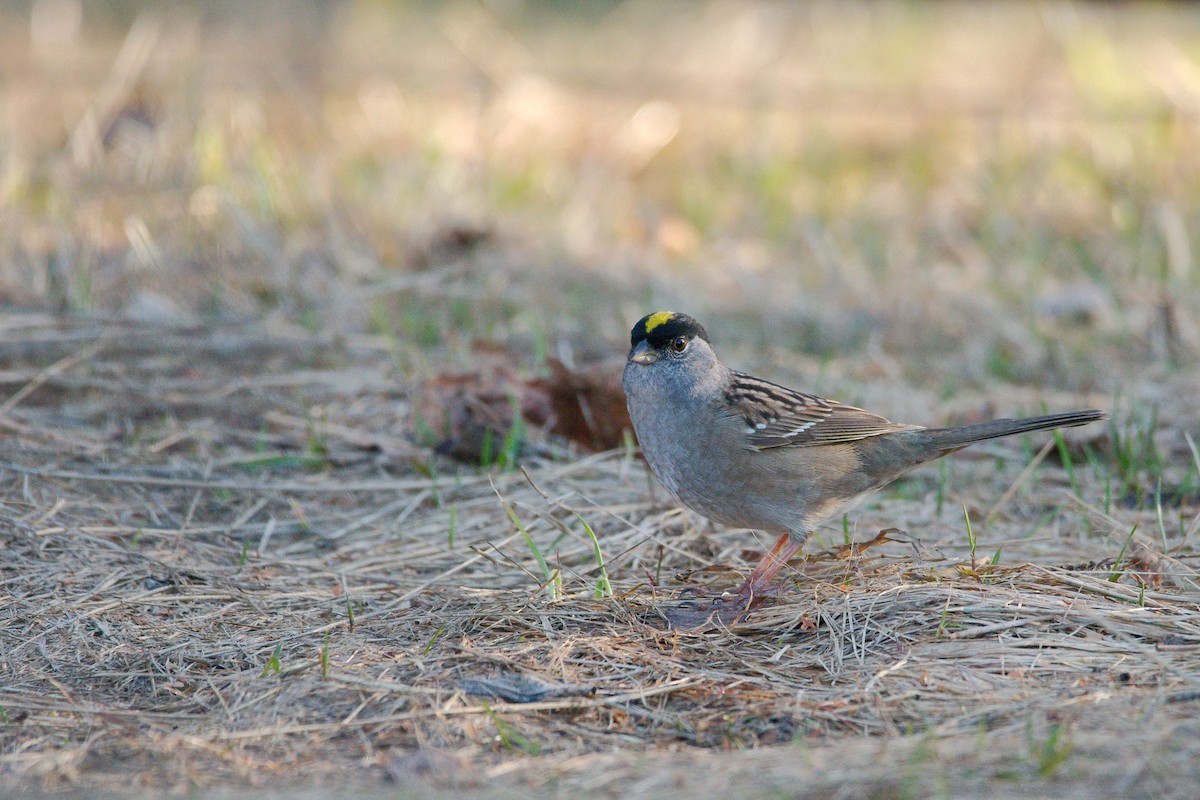 Golden-crowned Sparrow - ML566291761