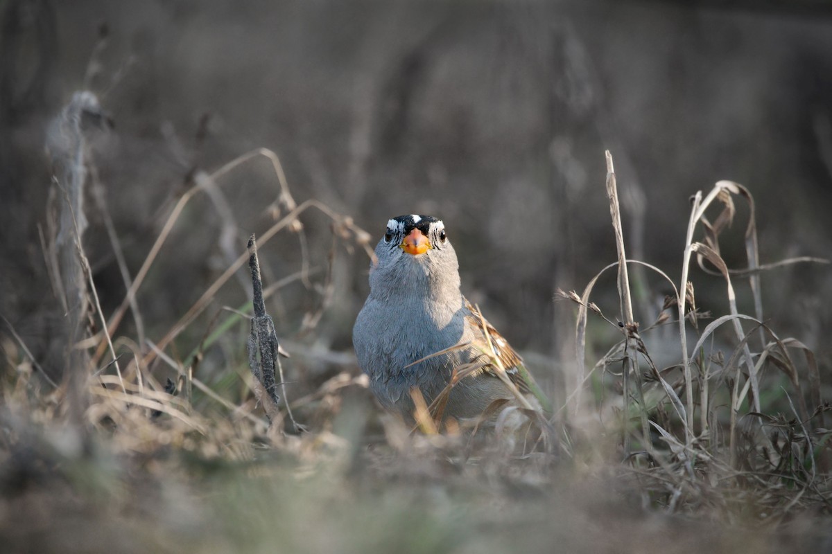 White-crowned Sparrow - ML566291901