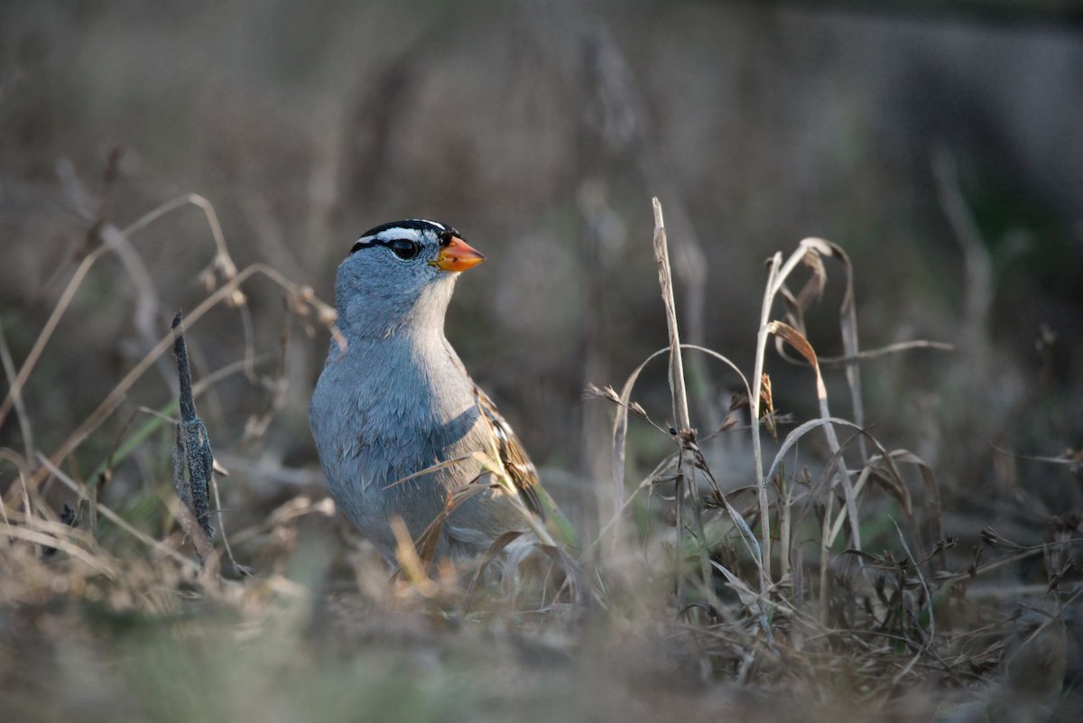 White-crowned Sparrow - ML566291921