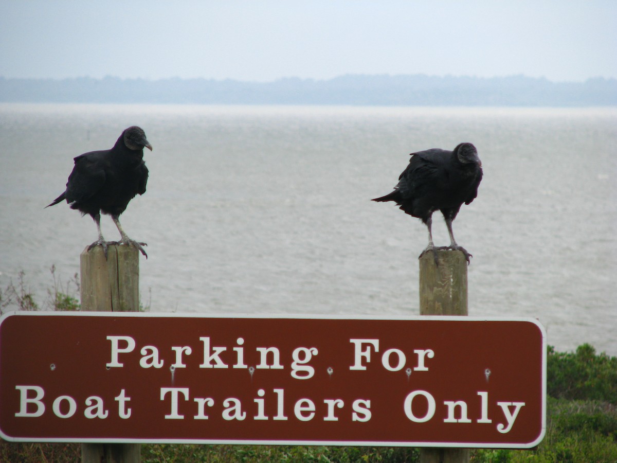 Black Vulture - ML566292241